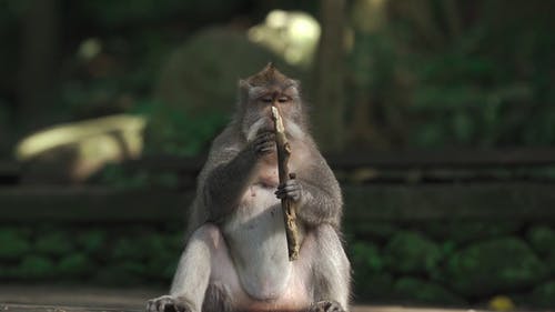 猴子吃树枝 · 免费素材视频