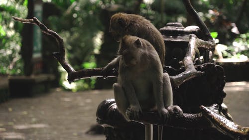 有关坐, 天性, 户外的免费素材视频