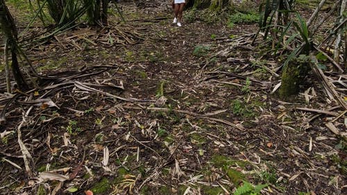 有关光, 公园, 分公司的免费素材视频