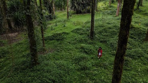 有关人, 丛林, 夏天的免费素材视频
