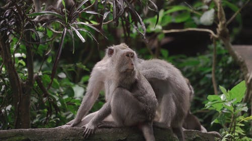 有关公园, 动物, 印尼的免费素材视频