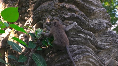 有关动物, 印尼, 丛林的免费素材视频