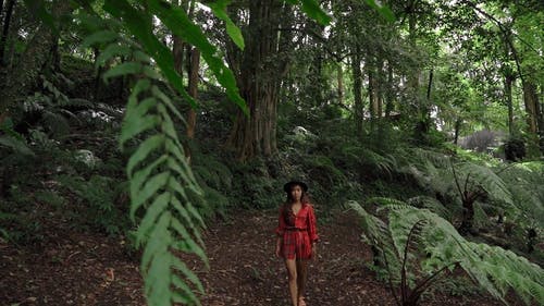 有关健行, 公园, 原本的免费素材视频