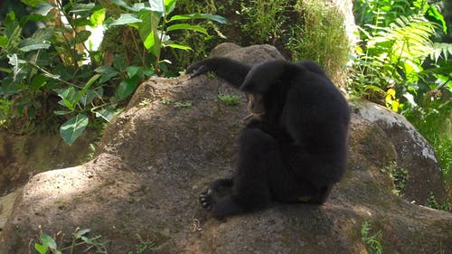 有关公园, 动物, 动物园的免费素材视频