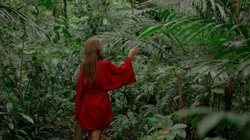 有关冒险, 丛林, 和平的的免费素材视频
