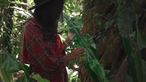 有关公园, 丛林, 夏天的免费素材视频