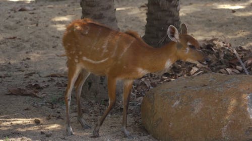 有关公园, 动物, 丛林的免费素材视频