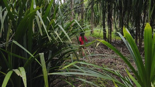 有关人, 丛林, 夏天的免费素材视频