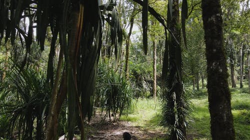 有关冒险, 丛林, 天性的免费素材视频
