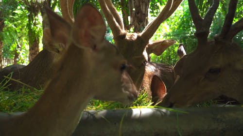 有关动物, 动物园, 吃的免费素材视频
