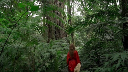 有关人, 丛林, 夏天的免费素材视频