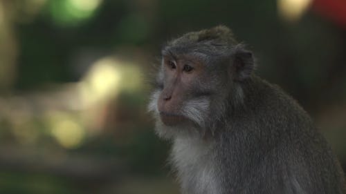 有关动物, 印尼, 丛林的免费素材视频