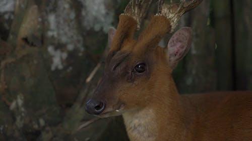 有关公园, 动物, 丛林的免费素材视频