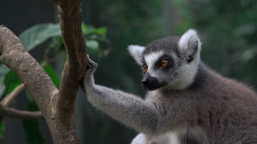 有关动物, 可爱的, 树枝的免费素材视频