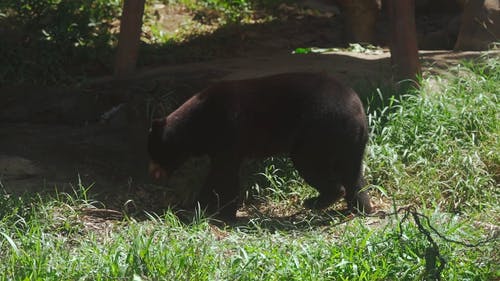 有关动物, 天性, 户外的免费素材视频