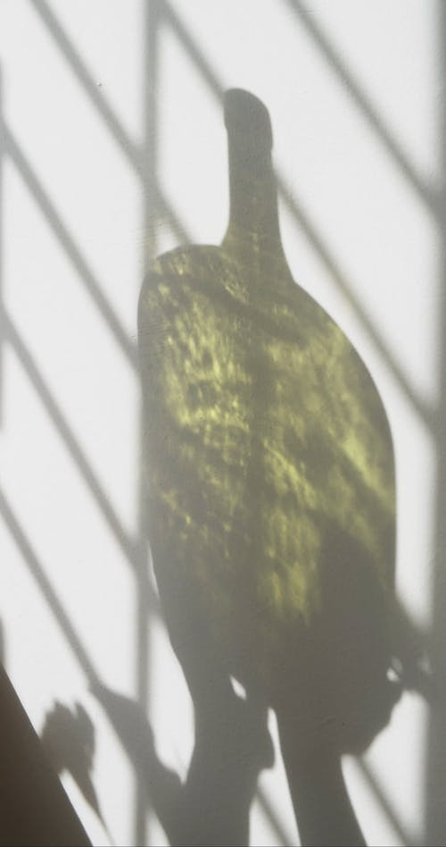 有关垂直视频, 手, 握住的免费素材视频