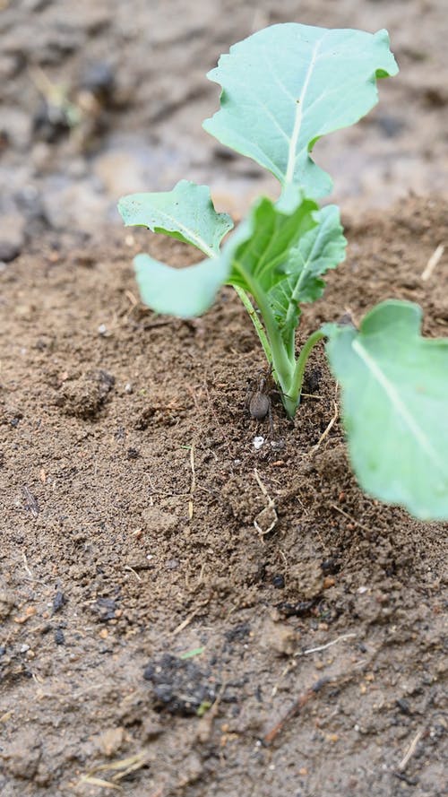 有关土, 地面, 垂直视频的免费素材视频
