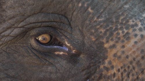 有关动物, 哺乳动物, 大象的免费素材视频