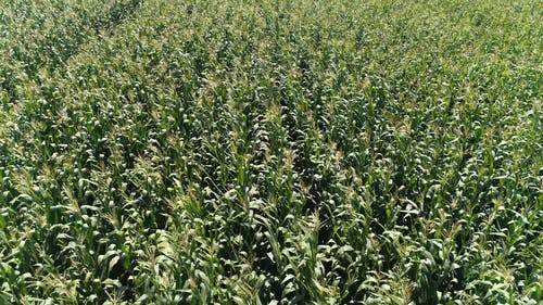 有关农业用地, 工厂, 田的免费素材视频