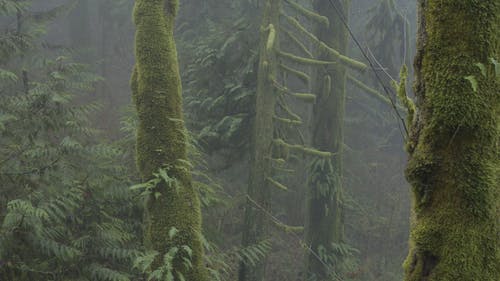 有关天性, 有雾, 森林的免费素材视频