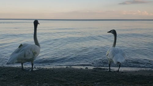 有关一对, 冰, 动物的免费素材视频