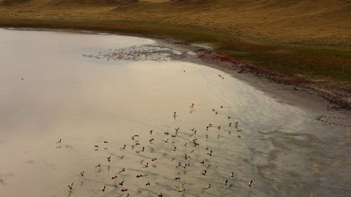 有关birds_flying, 丘陵, 图兹科尔的免费素材视频