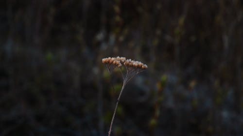 有关宏观, 干花, 干的免费素材视频