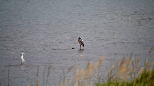 有关小河, 河, 流的免费素材视频