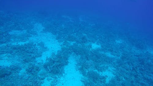 有关人, 动物, 天性的免费素材视频