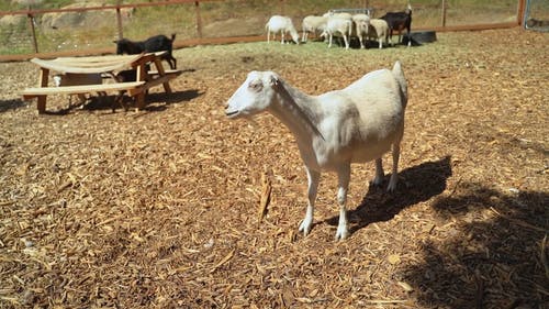 有关农家庭院, 牲畜, 农场的免费素材视频
