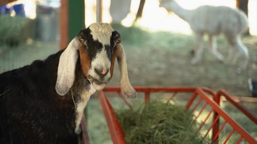有关吃, 哺乳动物, 山羊的免费素材视频