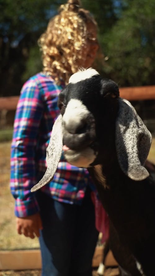 有关儿童, 动物, 动物园的免费素材视频