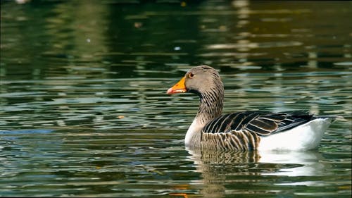 有关动物, 水鸟, 湖的免费素材视频