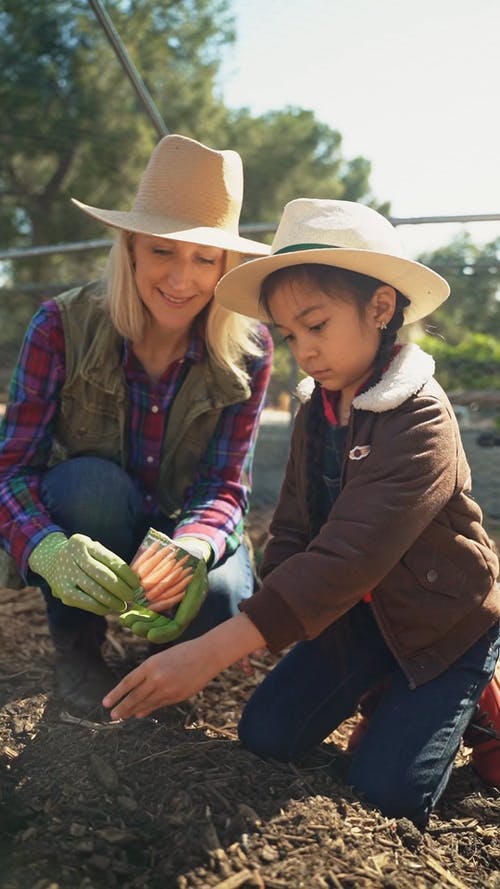 有关下田, 修剪花草, 农民的免费素材视频