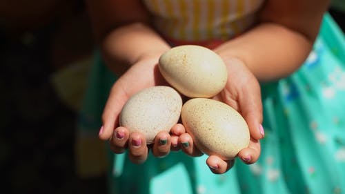 有关下田, 不露面, 家禽的免费素材视频