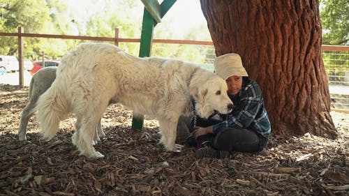 有关@户外, 人类最好的朋友, 动物爱好者的免费素材视频