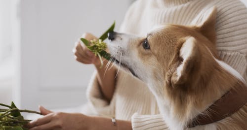 有关剪刀, 可爱, 可爱的的免费素材视频