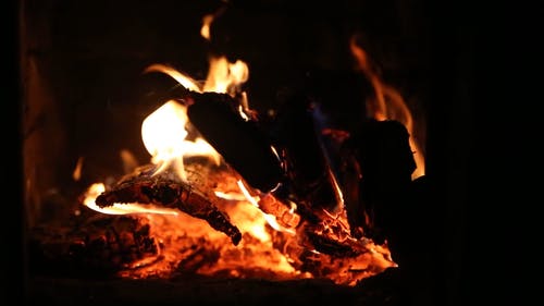 有关树林, 火, 火焰的免费素材视频