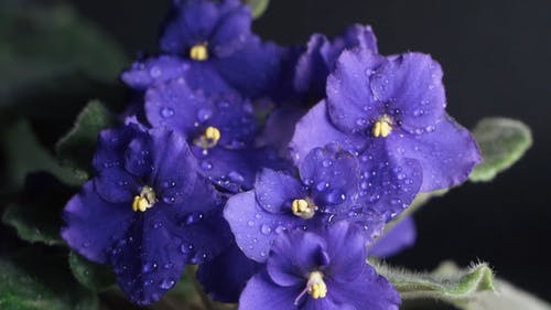 有关植物群, 水滴, 湿的免费素材视频