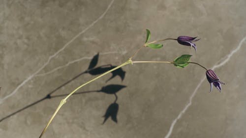 有关大理石表面, 干, 树叶的免费素材视频