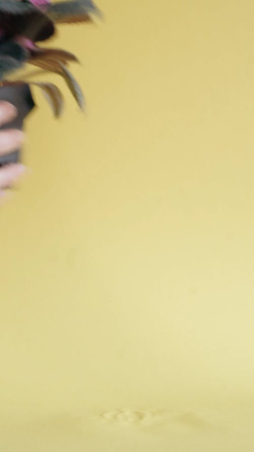 有关垂直视频, 工作室拍摄, 成长的免费素材视频