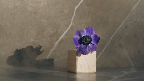 有关大理石表面, 植物群, 特写的免费素材视频