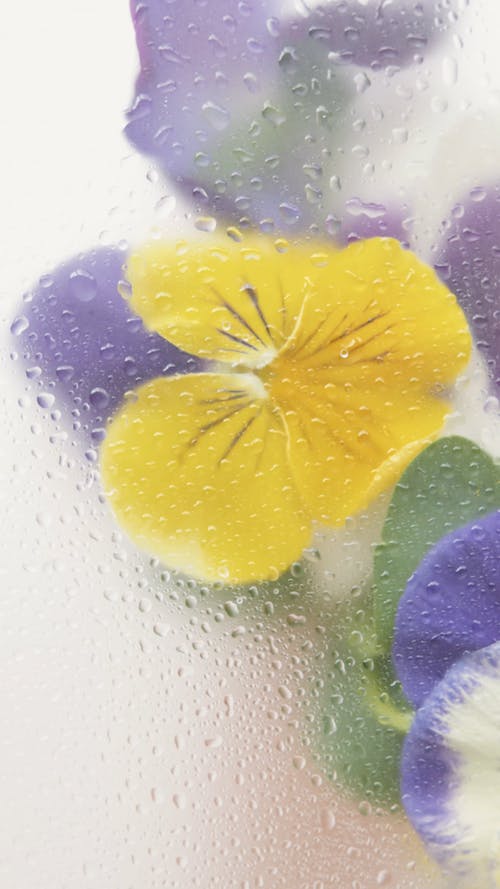 有关垂直视频, 植物群, 模糊的免费素材视频