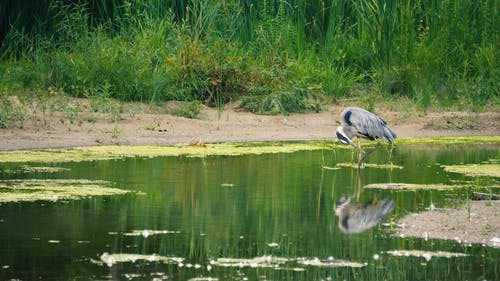 有关大蓝鹭, 步行, 池塘的免费素材视频