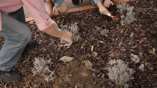 有关修剪器, 园艺叉, 土的免费素材视频