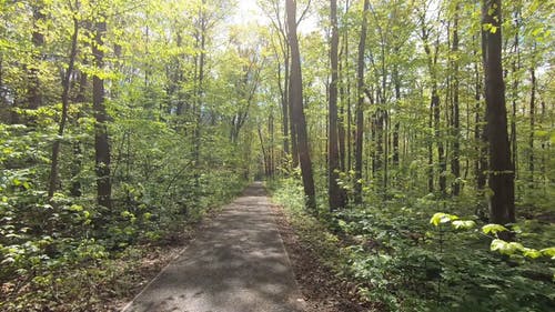 有关户外, 森林, 森林步道的免费素材视频