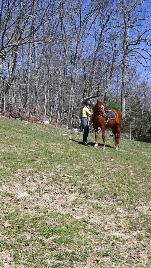有关人, 动物, 垂直视频的免费素材视频