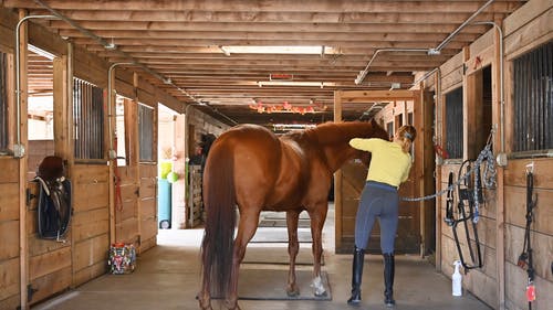 有关人, 刷牙, 动物的免费素材视频