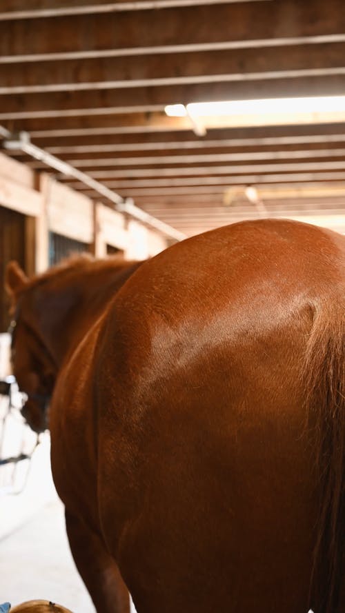 有关动物, 后背, 哺乳动物的免费素材视频
