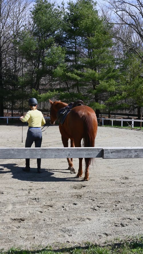 有关动物, 哺乳动物, 垂直视频的免费素材视频